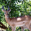 Impala