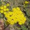 Achillea ageratum