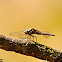 Black-tailed Skimmer
