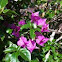Purple Bougainvillia