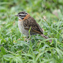 Rufous-collared Sparrow