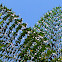 fishtail palm