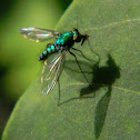 long-legged fly