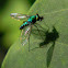 long-legged fly