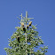Noble Fir