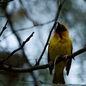 Weaver
