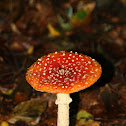 Fly Agaric