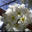Apple blossom
