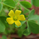 Clover flower