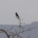 Lesser Striped Swallow