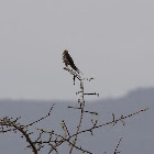 Lesser Striped Swallow