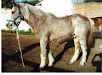 Ideal Equinoterapia