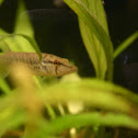 Grass Pickerel