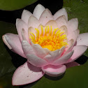 Water Lily