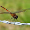Four-spotted Pennant
