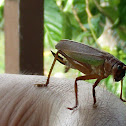 Katydid