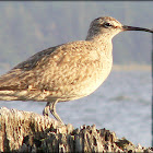 Whimbrel