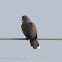 Turtle Dove; Tórtola Común