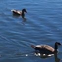 Cackling Goose