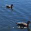 Cackling Goose