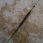 Water scorpion
