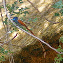 African Paradise Flycatcher