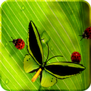 Friendly Bugs Free L.Wallpaper mobile app icon