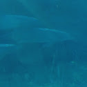 Common Bottlenose Dolphins