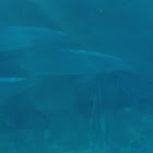 Common Bottlenose Dolphins