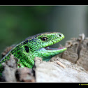 Lacerta agilis