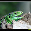 Lacerta agilis