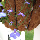 Lobelia