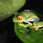Red-eyed Treefrog