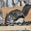 Southern Flying Squirrel