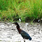 Green Heron