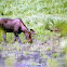 Bull Moose
