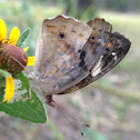 Common Buckeye