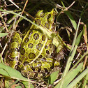 Northern Leopard Frog