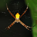Banana spider