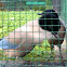 Azure-winged Magpie / pega-azul