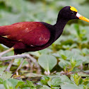 Northern Jacana