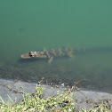 American Alligator