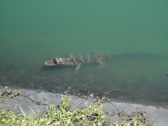 Spotting Image 1