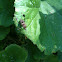 Leaf-footed Bug