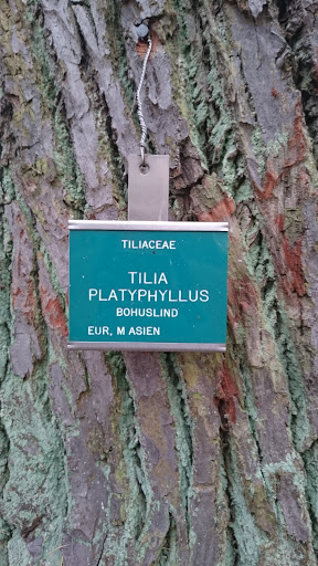 Tilia Platyphyllus