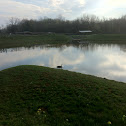 Canada Goose