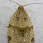 Garden Tortrix Moth