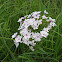 Prairie Phlox