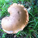 Mushroom