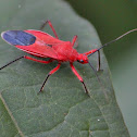 Assassin bug